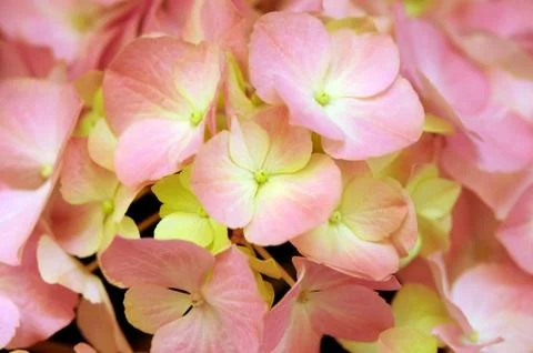 Orange Hydrangea Stock Photos