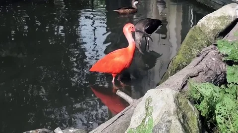 Orange Ibis in the water Stock Footage 83359344