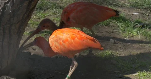 Orange Ibises Are Grazing Under Tree in the Zoo Big Egyptian Bird Walk in the Stock Footage 61897960