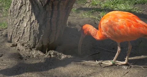Orange Ibises Are Walking Under Tree in the Zoo Big Egyptian Bird Walk in the Stock Footage 61900615