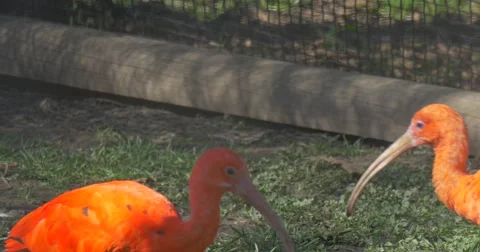 Orange Ibises Walk in Aviary by a Sandy Ground and Grazing Bird With Long Stock Footage 61899429