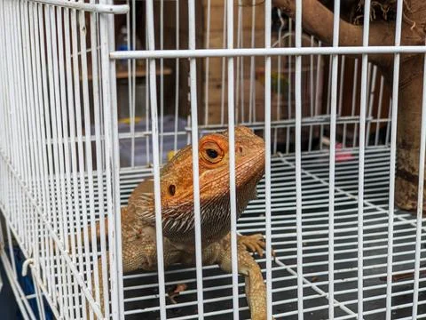 An orange iguana in a cage Stock Photos