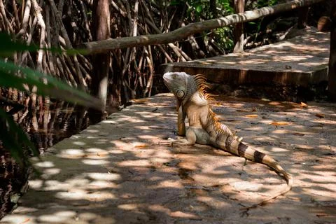 Orange iguana on dappled sunlit path beside rustic fence Stock Photos