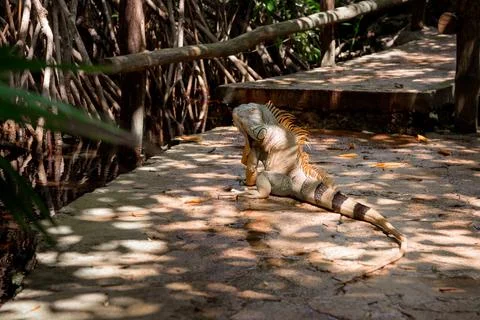 Orange iguana on dappled sunlit path beside rustic fence Stock Photos
