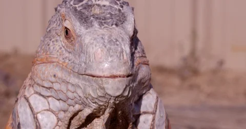 Orange Iguana getting ready to attack prey - shaking head- close up Video stock 87952967