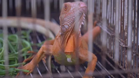 Orange Iguana Inside a Metal Wire Cage at a Pet Market Stock Footage 346263999
