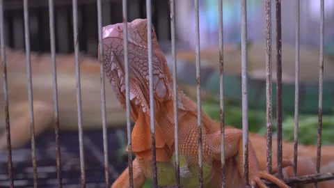 Orange Iguana Inside a Metal Wire Cage at a Pet Market Stock Footage 346264008