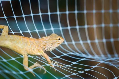 Orange iguana Stock Photos