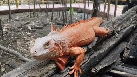 Orange Iguana Resting on Log Stock Footage 314849881
