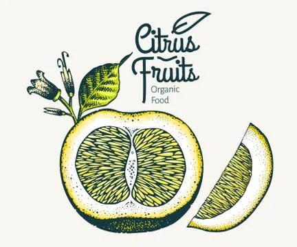 Orange illustration. Hand drawn vector fruit illustration. Engraved style. Vi Illustrazione stock