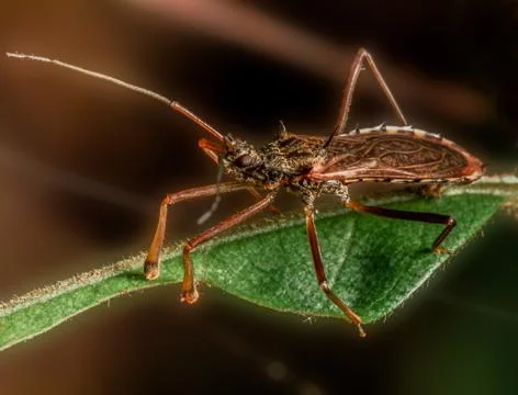 An orange insect Stock Photos