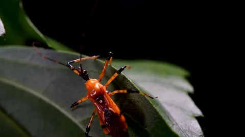 Orange Insect Walking Stock Footage 40972242