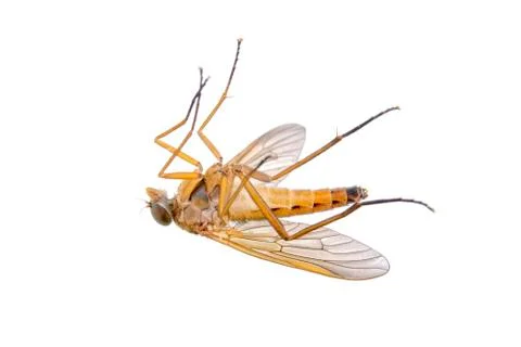 Orange insect on a white background Stock Photos