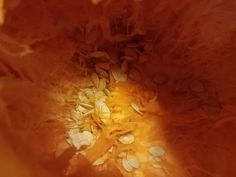Orange inside of a pumpkin with seeds Stock Photos