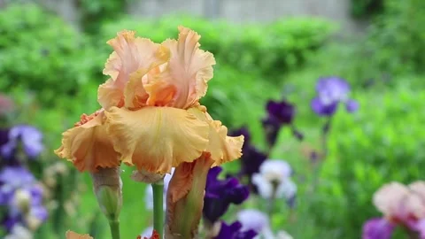Orange iris flower blown by wind in garden in sunny day. Stock Footage 133725615