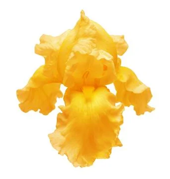 Orange iris flower isolated on white background. Easter. Summer. Spring. Fl.. Stock Photos
