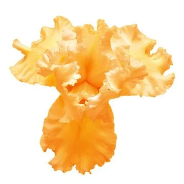 Orange iris flower isolated on white background. Easter. Summer. Spring. Fl.. Stock Photos