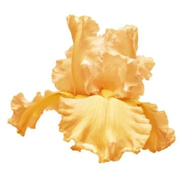 Orange iris flower isolated on white background. Easter. Summer. Spring. Fl.. Stock Photos