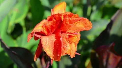 Orange Iris flower with water-drops Stock Footage 41685172