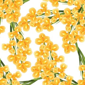 Orange Iris Flower on White Background Stock Illustration