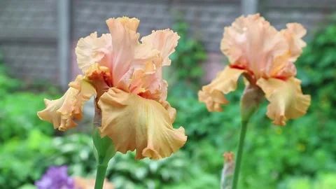 Orange iris flowers blown by wind in garden in sunny day. Stock Footage 133725674