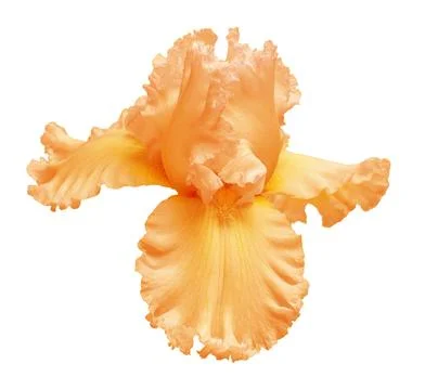 Orange iris head flower isolated on white background. Easter. Summer. Sprin.. Photos