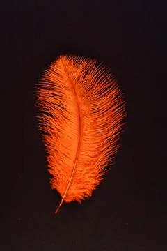 Orange isolated falling feather close up Fotos de archivo