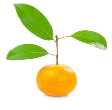 Orange isolated Stock Photos