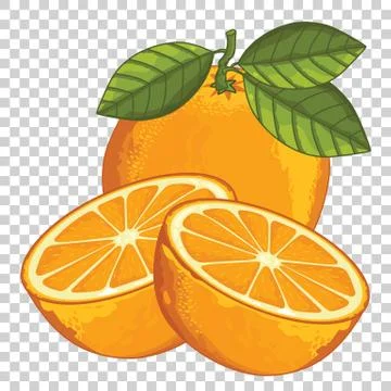 Orange Isolated, Vector. Stock Illustration