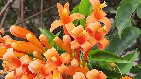 Orange ixora flower cluster closeup with lush green leaves background. Stock Footage 324768035