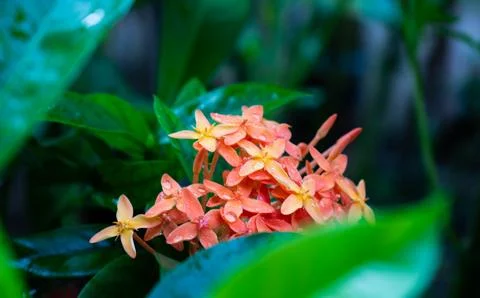 Orange Ixora Stock Photos