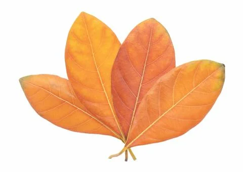 Orange jackfruit leaf isolated on white, Dried leaf. Stock Photos
