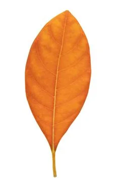 Orange jackfruit leaf isolated on white, Dried leaf. Stock Photos