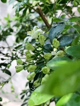 Orange Jasmine Bud Cluster with Soft Green Garden Background Stock Photos
