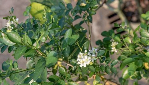 Orange Jasmine Leaf Texture with White Tropical Flowers Stock Photos