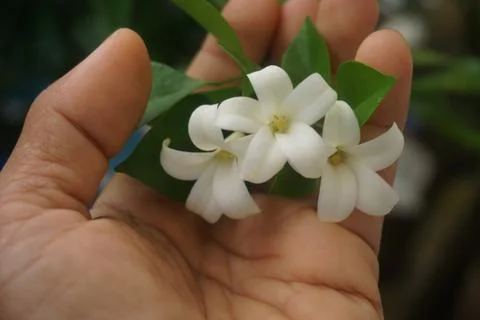 Orange jasmine Stock Photos