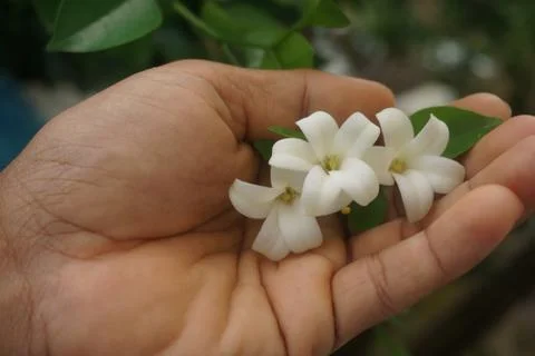 Orange jasmine Stock Photos