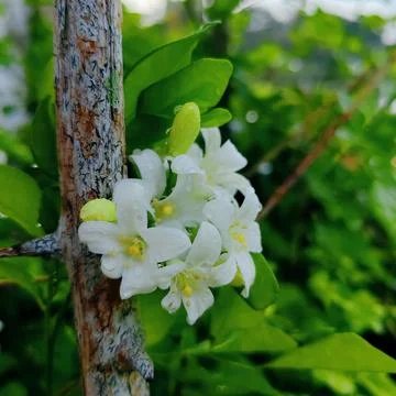 Orange jasmine 스톡 사진