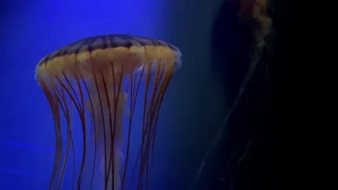 Orange jelly fish drifting in dark water Stock Footage 305867472