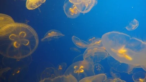 Orange Jellyfish, 4K Stock Footage 88640829