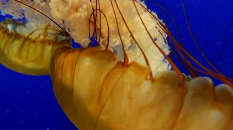 Orange jellyfish in blue ocean water background Stock Footage