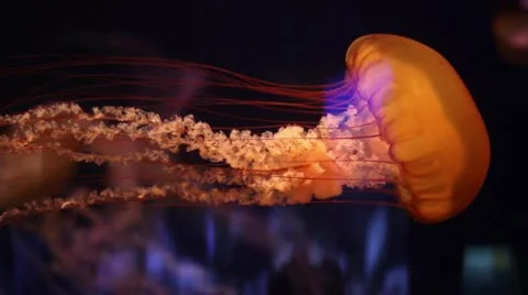 Orange Jellyfish Stock Footage 10709538