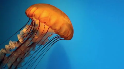 Orange Jellyfish Stock-Footage 45935908
