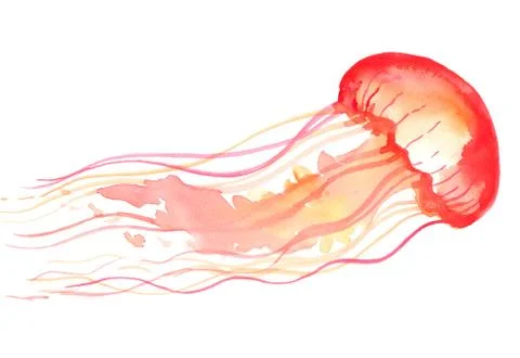 Orange jellyfish Stock Illustration
