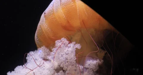 Orange jellyfish with red tentacles drifting against dark water Stock Footage 319795569