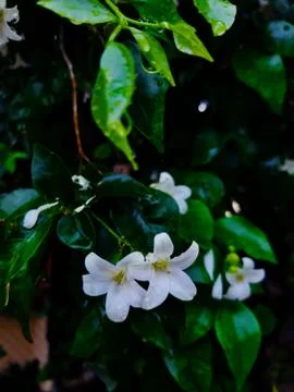 Orange jessamine with dew Stock Photos