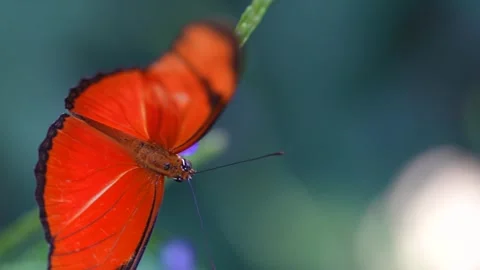 An orange julia butterfly  Stock Footage 294904154