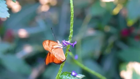 An orange julia butterfly  Stock Footage 294929833