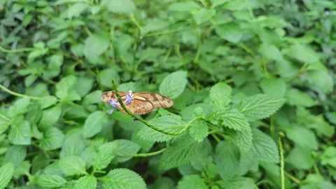 An orange julia butterfly Stock Footage 296024666