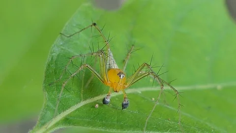 Orange jumping spider on leaves. Stock Footage 117263519